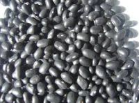 BLACK KIDNEY BEANS â€“ SMALL BLACK BEANS â€“ BEST PRICE AND QUALITY