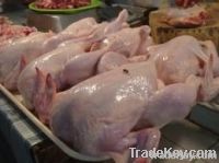 HALAL WHOLE FORZEN CHICKEN