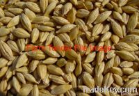 Barley for malting & stock feed,barley importer,buy barley,barley buyer,import barley,barley suppliers,barley exporters,barley manufacturers,barley traders