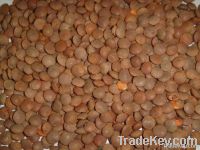 red lentils importers,red lentils buyers,red lentils importer,buy red lentils,red lentils buyer,import red lentils,red lentils suppliers,