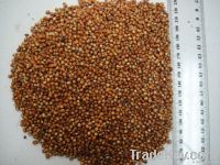 import red sorghum,red sorghum suppliers,red sorghum exporters,red sorghum manufacturers,red sorghum traders