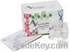 Plasma/Serum Circulating DNA Purification Mini Kit (Slurry Format)