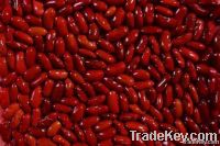 White & Red Kidney Beans | Black Kidney Beans