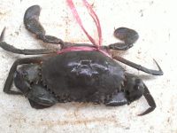 CRAB