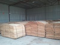 EUCALYPTUS FOR SALES