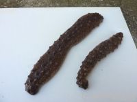 Dried Sea Cucumber Trepang Greece