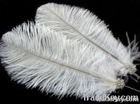 White Ostrich Feather for Wedding Decoration