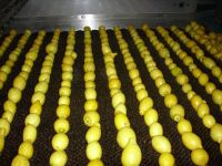 https://es.tradekey.com/product_view/Egyptian-Fresh-Lemon-5950553.html