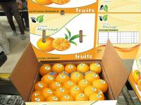 Egyptian Fresh Valencia Orange