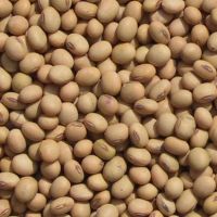 Soybeans from Uruguay