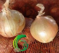 Fresh Yellow/Red Onion