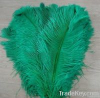 ostrich feather