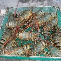 Live Ornate/Spiny OR Tiger/Flower Lobsters