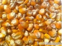 Yellow Corn