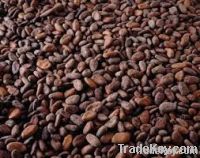 Cocoa Beans