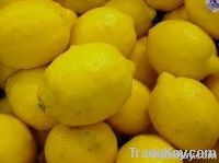 Lemon citrus fruit