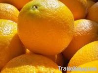 Navel Orange