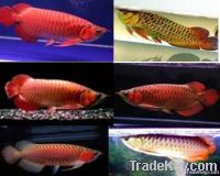 Chili Red arowana