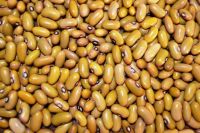 Yellow Kidney beans
