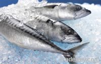 Frozen Horse Mackerel Fish