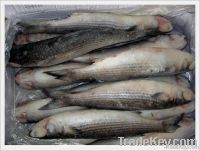 Atlantic Herring Fish