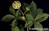 Siberian Ginseng Extract