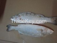 Seafood Seabass Frozen Whole Round Fillet  Seabarsch Lateslabrax Japonicus Free Medical Fresh Processing