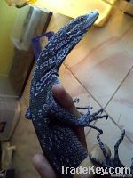 Varanus