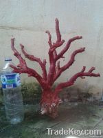 Red Coral Solid