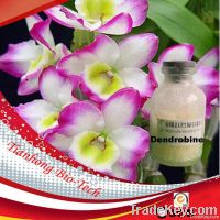 Dendrobium extract herbal extract