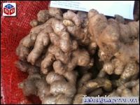 Fresh Ginger origin Vietnam