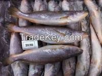 Frozen Barracuda/Hake/Kingfish/Butterfish/Herring/Trevally Fish