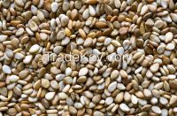 Sesame Seed | Sunflower Seed | Moringa Seeds | Poppy Seeds