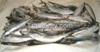 Dried and Frozen Horse Mackerel Fish/Frozen Squid/Salmon Fish/Frozen Fish