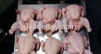 Processed Whole Frozen Halal Chicken