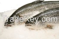 Atlantic Salmon