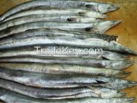 Frozen Eel Fish