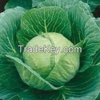 fresh cabbage