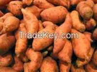 fresh vegetable fresh sweet potato