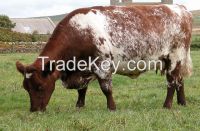 SHORT HORNED BLACK AND WHITE COWS FOR MILKING