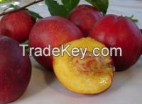 red sweet fragrant fresh nectarines supplier from China