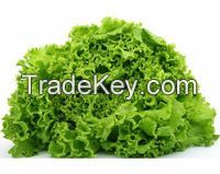 JI PING DA SU SHENG" green leaf excellent quality lettuce seeds in...