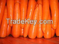 fresh carrot ,2016 new crop ,hot sale!