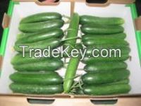 2016 HOTSALE Fresh cucumber