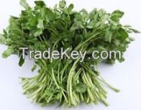 watercress extract , Watercress, Nasturtium, Nasturtium officinale