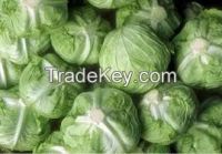 Fresh Green Cabbages