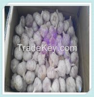 Normal White 5.5cm Natural Fresh Garlic