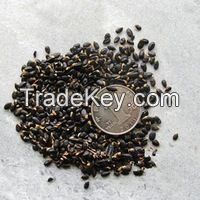 Robinia pseudo acacia-Locust Tree(Qg) Seeds ,Black Locust, Seeds