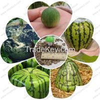 Sell Fresh Green Watermelons And Water Melon Seeds