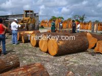 Timber, Round logs timber,Kosso / Rose wood, Mahogany, Gmelina,Mouabi, Niove,...